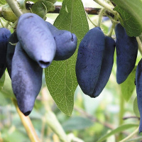 Жимолість Дует рання