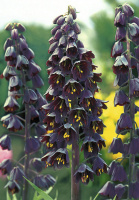 Фритиллярия Persica (10334)