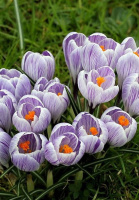 Крокус Pickwick крупноцветковый (10193)