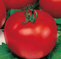 Томат Баллада весовой крупноплодный кустовой среднеспелый
