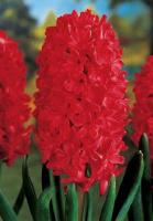 Гиацинт Jan Bos (10185)