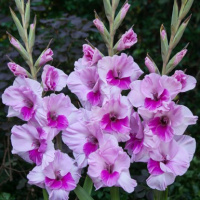 Гладиолус Sacramento Frizzle гофрированный, De Ree