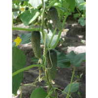 Огурец Альянс F1 500 г, Bejo Zaden