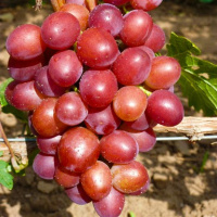 Саженцы винограда Пестрый