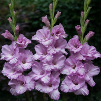 Гладиолус Desperado 3 шт крупноцветковый, De Ree