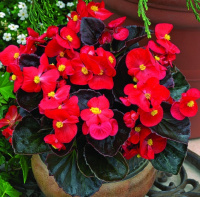 Бегония Бада Бинг F1 1000 дражированных семян скарлет, Syngenta Flowers