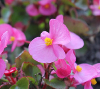 Бегония Бада Бум F1 1000 дражированных семян розовая, Syngenta Flowers