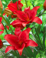 Лилия Prunotto азиатская, De Ree