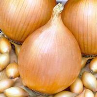 Лук севок арбажейка Бруссо Сеттон 500 г, TOP