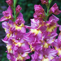 Гладиолус Sunbelt крупноцветковый, De Ree