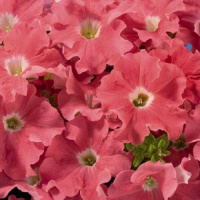 Петуния Аладдин F1 1000 дражированных семян коралловый, Benary flowers