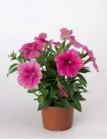 Петуния Ура F1 1000 дражированных семян малиновая с прожилками, Syngenta Flowers