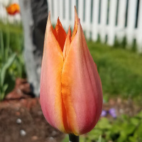 Тюльпан гигантский Perestroyka