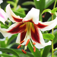 Лилия Beverly Dreams ОТ гибрид, De Ree