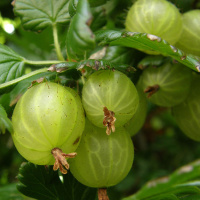 Аґрус Уайт Сміт середньостиглий