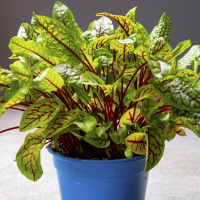 Щавель Бладі Док 0,2г, Hem Zaden