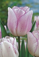 Тюльпан триумф Shirley (10270)