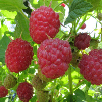 Малина Зюгана червона ремонтантна