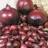 Лук севок арбажейка Ред Барон красный 500 г, ТОР