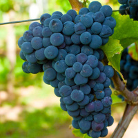 Саджанці винограду Каберне Кароль