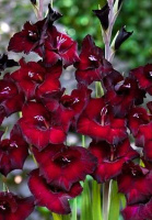 Гладиолус Pescara 3 шт бамбино, De Ree