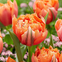 Тюльпан  Royal Centennial 3 шт махровый, De Ree 