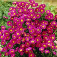 Айстра багаторічна Royal Ruby (11213)