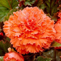 Бегония Оранжевая фимбриата, De Ree