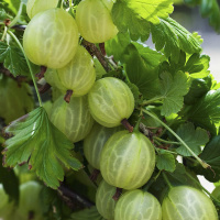 Агрус зелений Інвікту середньоранній