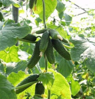 Огурец Амант F1 250 шт, Bejo Zaden