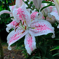 Лилия Extravaganza тигровая, De Ree