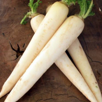 Редька Эрли Лонг Вайт F1 10000 семян белая ранняя, Nong Woo Bio