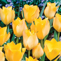 Тюльпан Batalinii Bronze Charm 3 шт ботанический, De Ree 