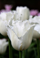 Тюльпан бахромчатый Daytona (10216)