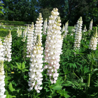 Люпин узколистный 0,5 кг зеленое удобрение, Витас