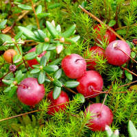 Журавлина Бен Лір рання