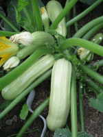 Кабачок Кавили F1 1000 семян кустовой ультраранний, Nunhems Zaden