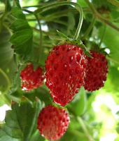 Суниця Регіна 1000 насінин ремонтантна, Hем Zaden