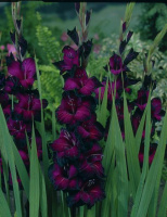 Гладиолус Belle de Nuit крупноцветковый (10195), De Ree