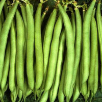 Фасоль Ольга спаржевая ранняя 500 г, Satimex