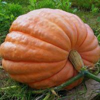 Тыква Титан на развес, Агролиния