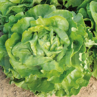 Салат Ларавера (Лолла Біонда) 250 г, Satimex