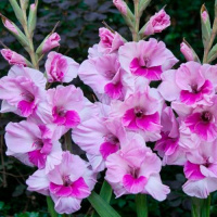 Гладиолус Alannah 3 шт крупноцветковый, De Ree