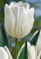 Тюльпан триумф Silver Dollar (10271)