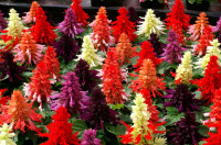 Сальвия блестящая Редди 100 семян смесь, Hem Genetics