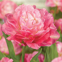 Тюльпан махровый Double Sugar (10363)