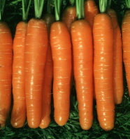 Морковь Монанта 250 г, Rijk Zwaan