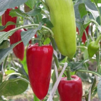 Перець Джипсі F1 500 насіння ультраранній, Seminis