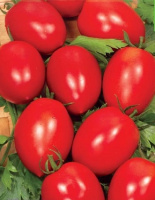 Томат Новичок весовой для переработки кустовой среднеранний