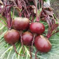 Свекла Пабло F1 50000 шт столовая среднеспелая, Bejo Zaden